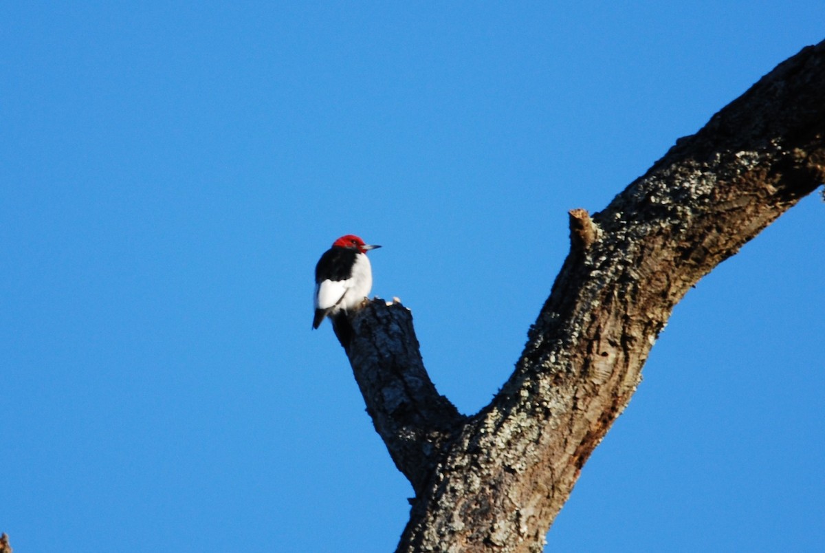 Red-headed Woodpecker - Ralph Erickson