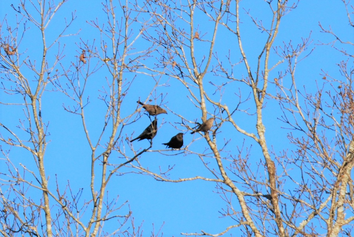 Brown-headed Cowbird - ML546064251