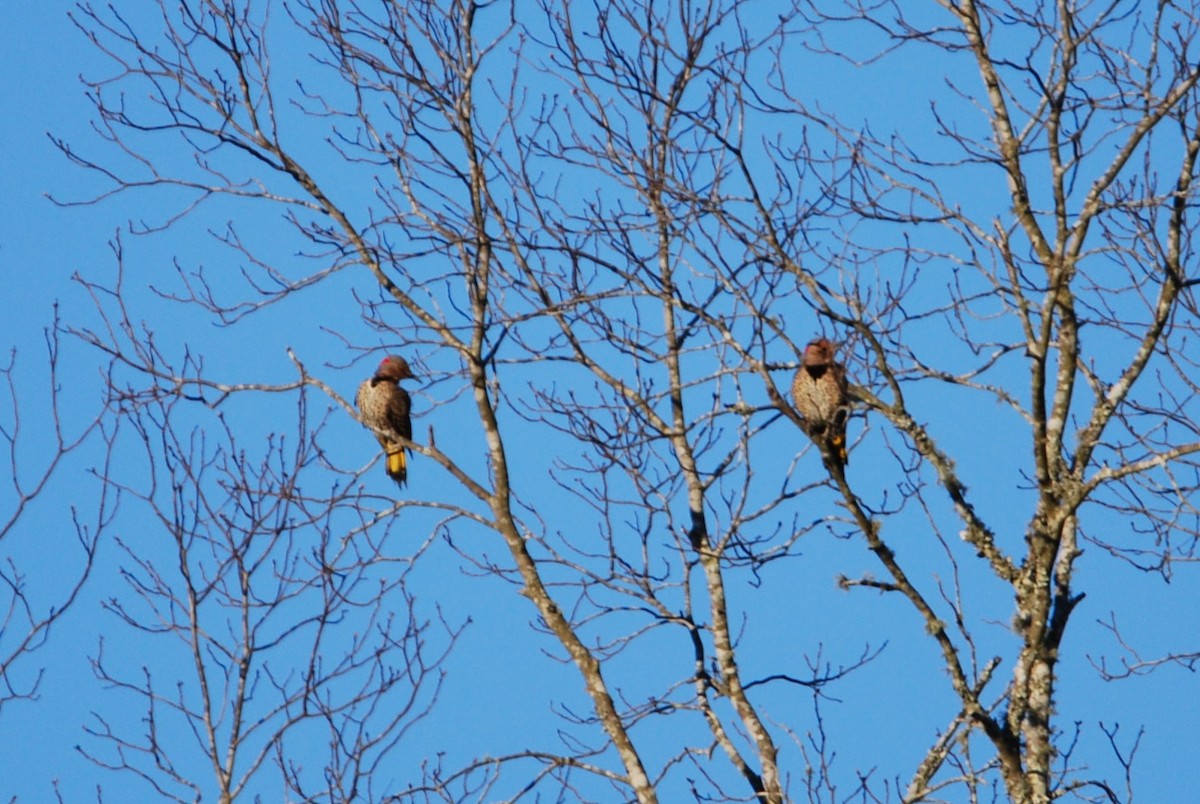 Northern Flicker - ML546064311