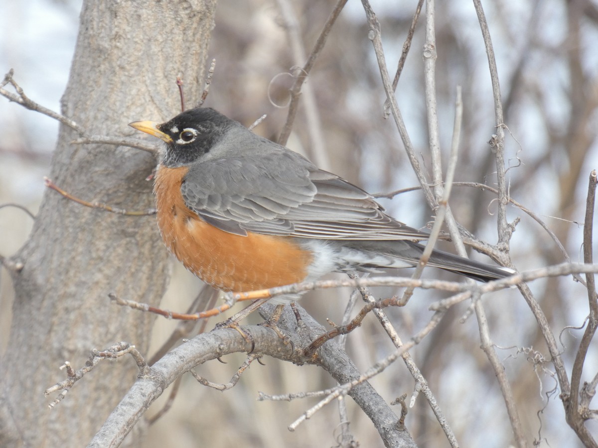 American Robin - ML546066661