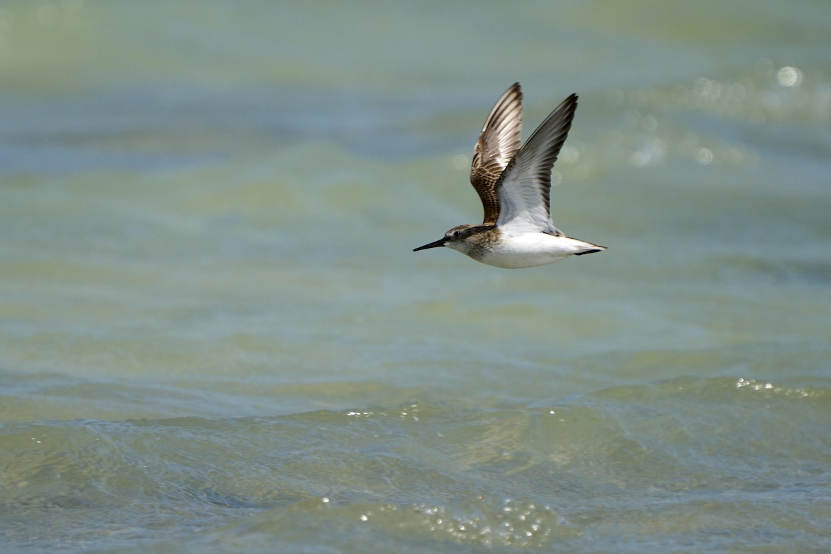 Broad-billed Sandpiper - ML546067121