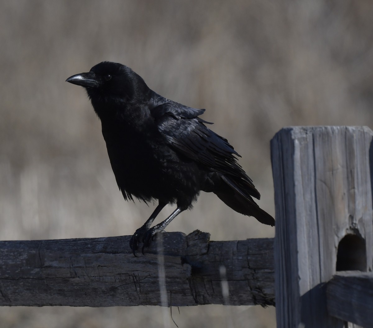 American Crow - ML546068041