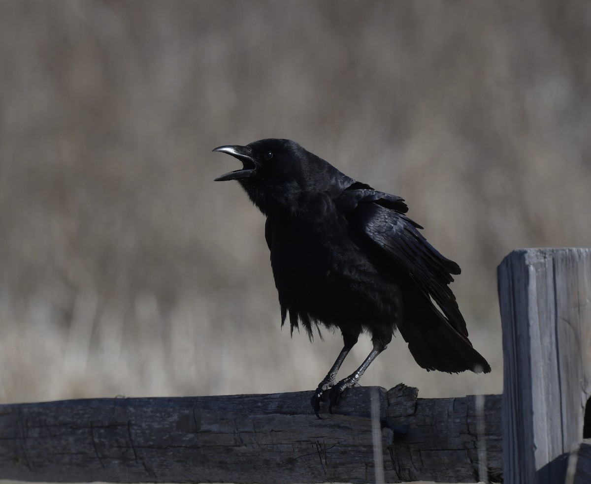 American Crow - ML546068091