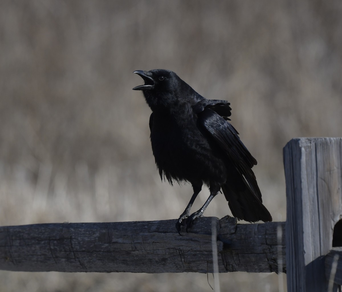 American Crow - ML546068121