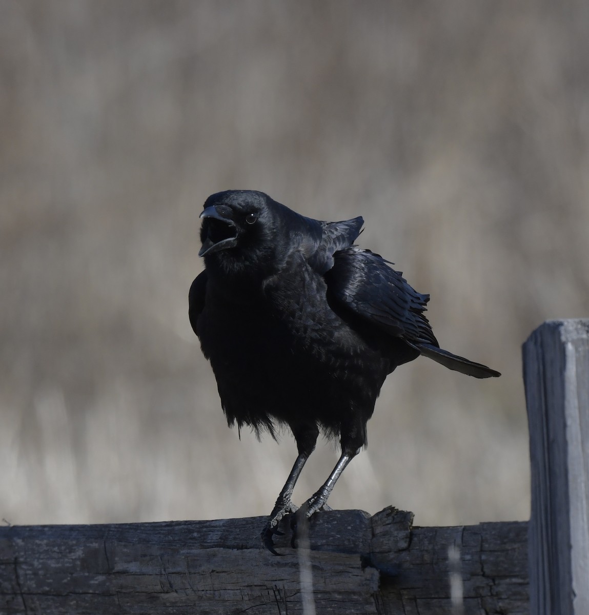 American Crow - ML546068161
