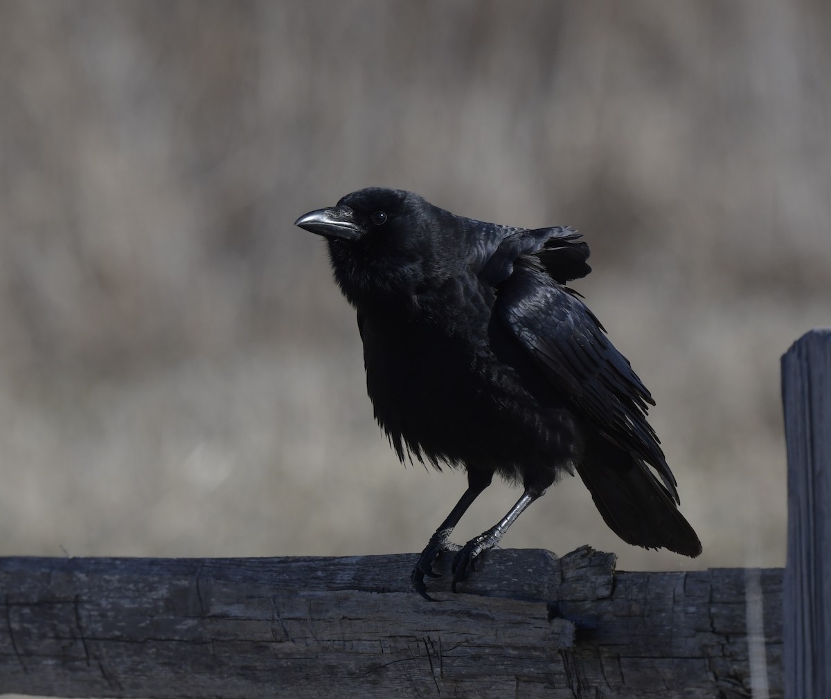 American Crow - ML546068171