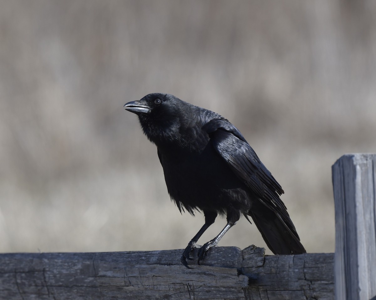 American Crow - ML546068191