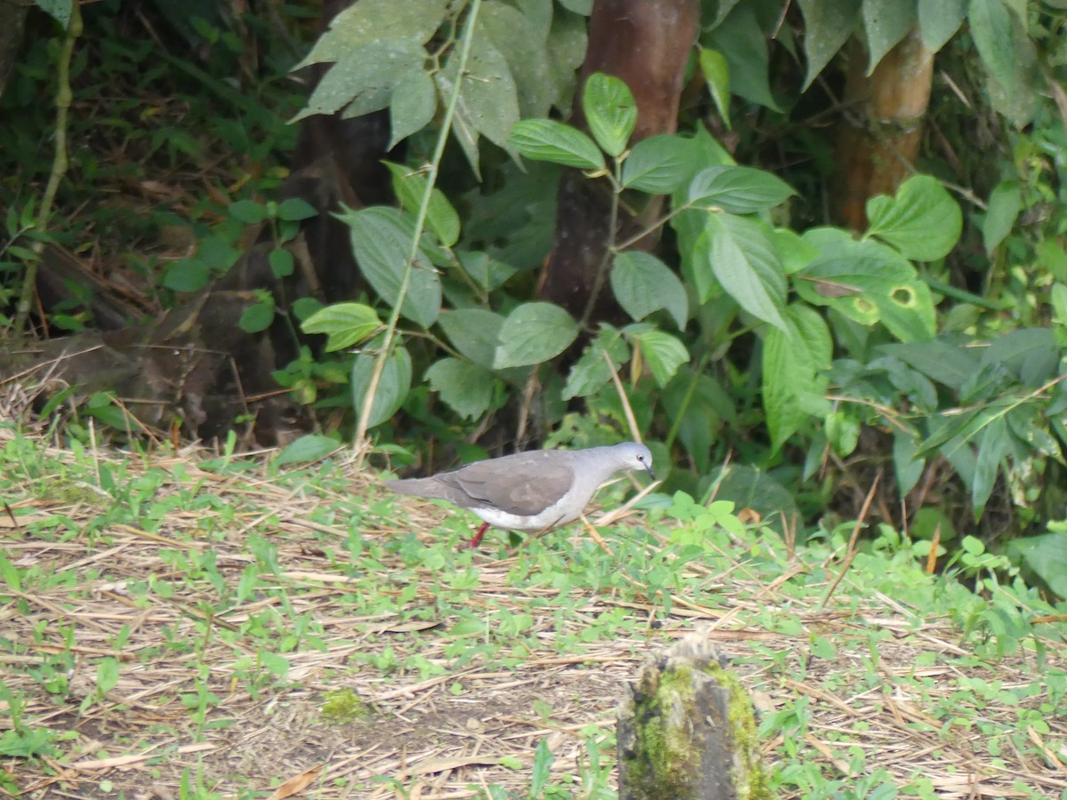 White-tipped Dove - Lauren Pipkorn