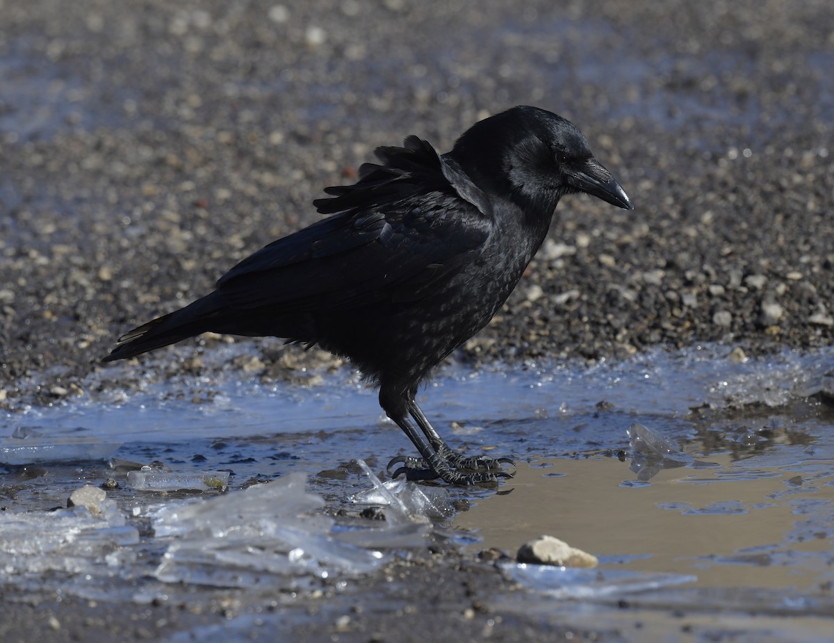 American Crow - ML546068351