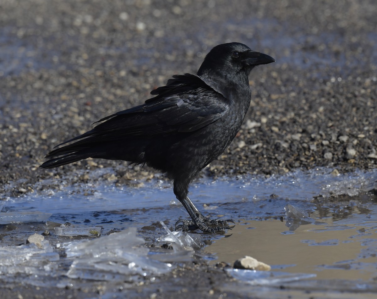 American Crow - ML546068361