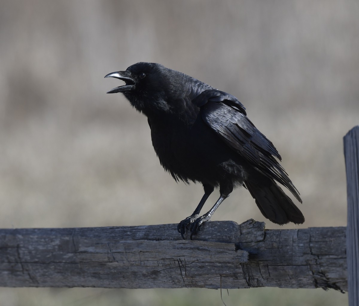 American Crow - ML546068371