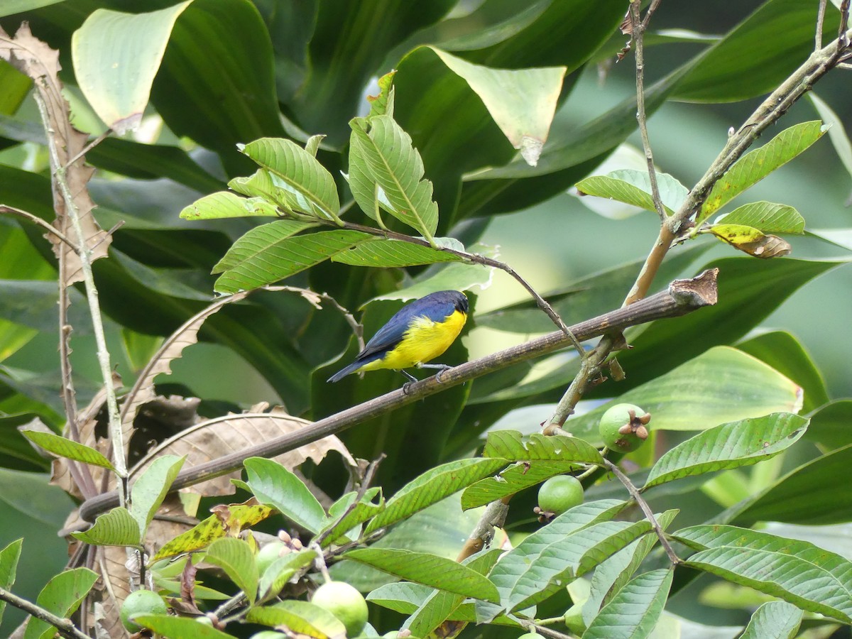 Thick-billed Euphonia - ML546069141