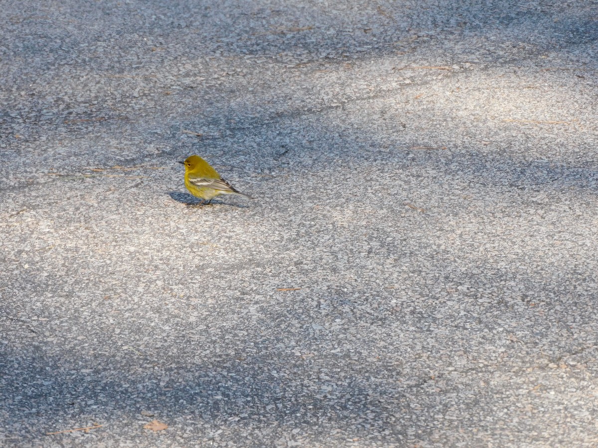 Pine Warbler - ML546069351
