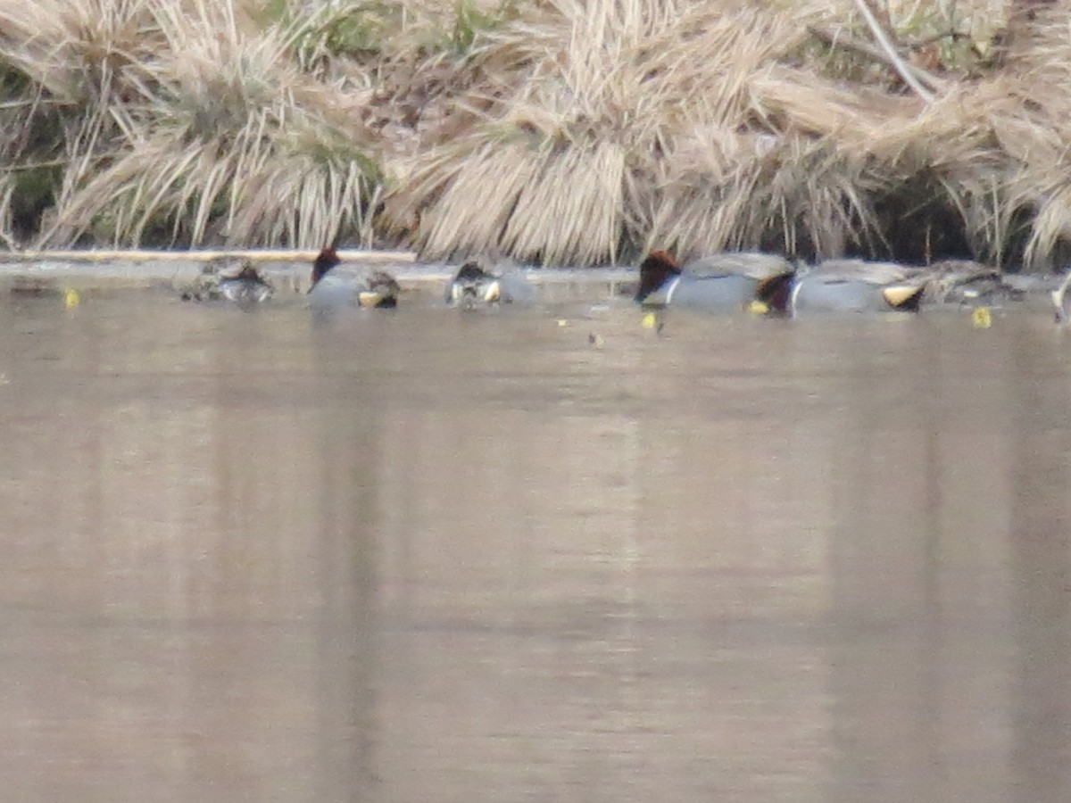 Green-winged Teal - ML546069371