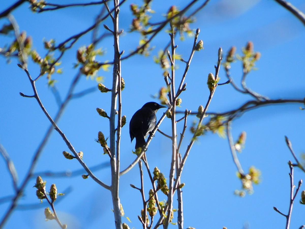 Rusty Blackbird - ML546069581
