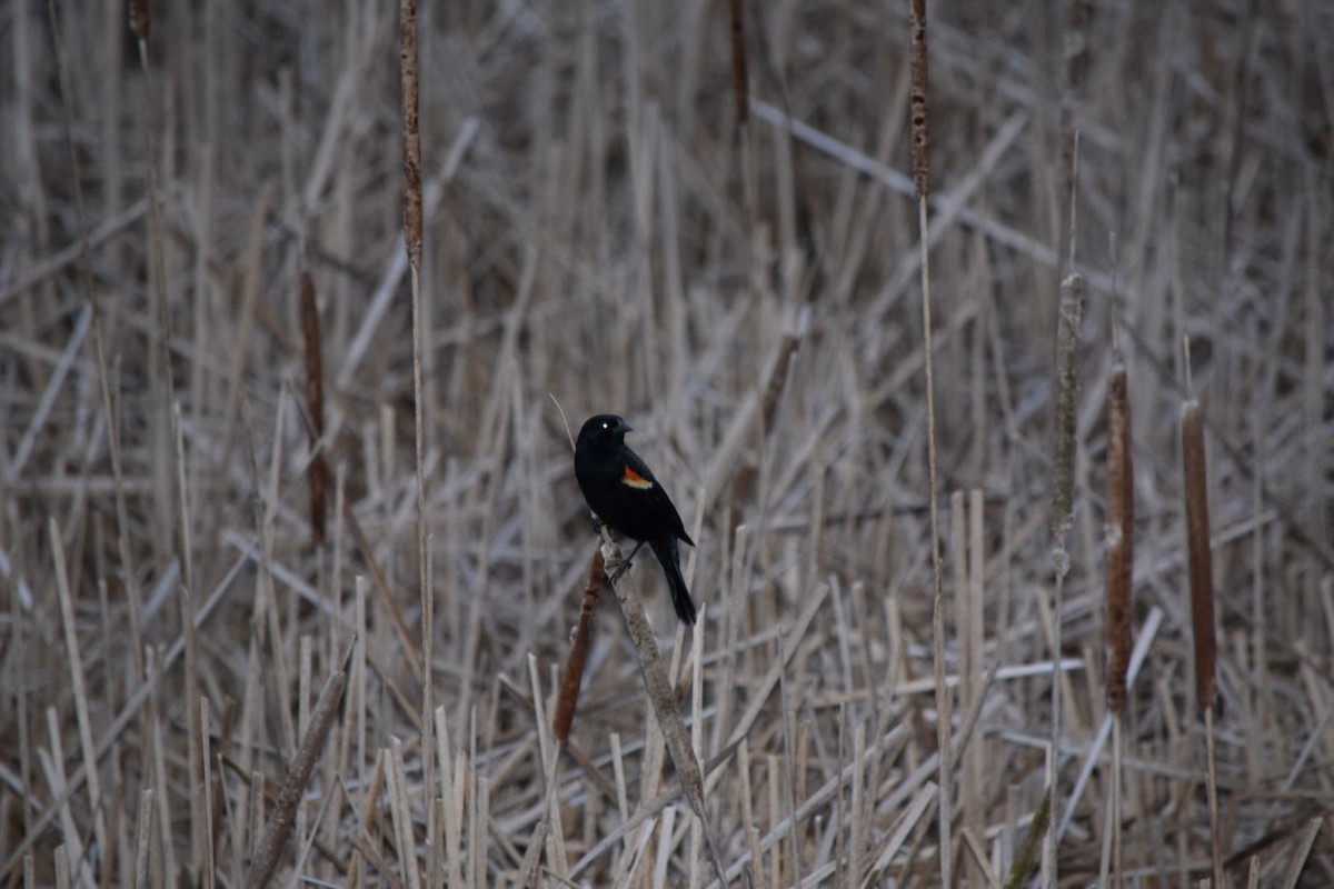 Red-winged Blackbird - ML546070511