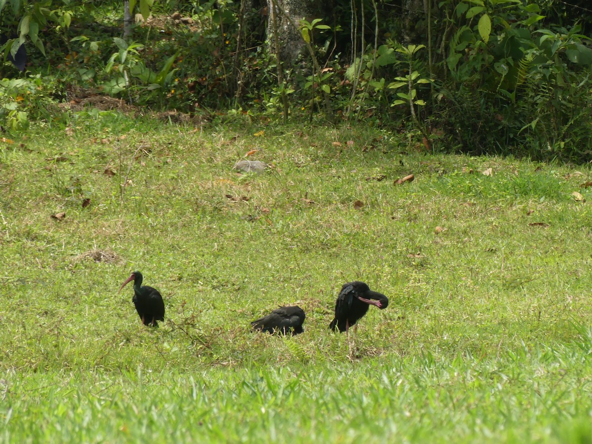 rødmaskeibis - ML546071071