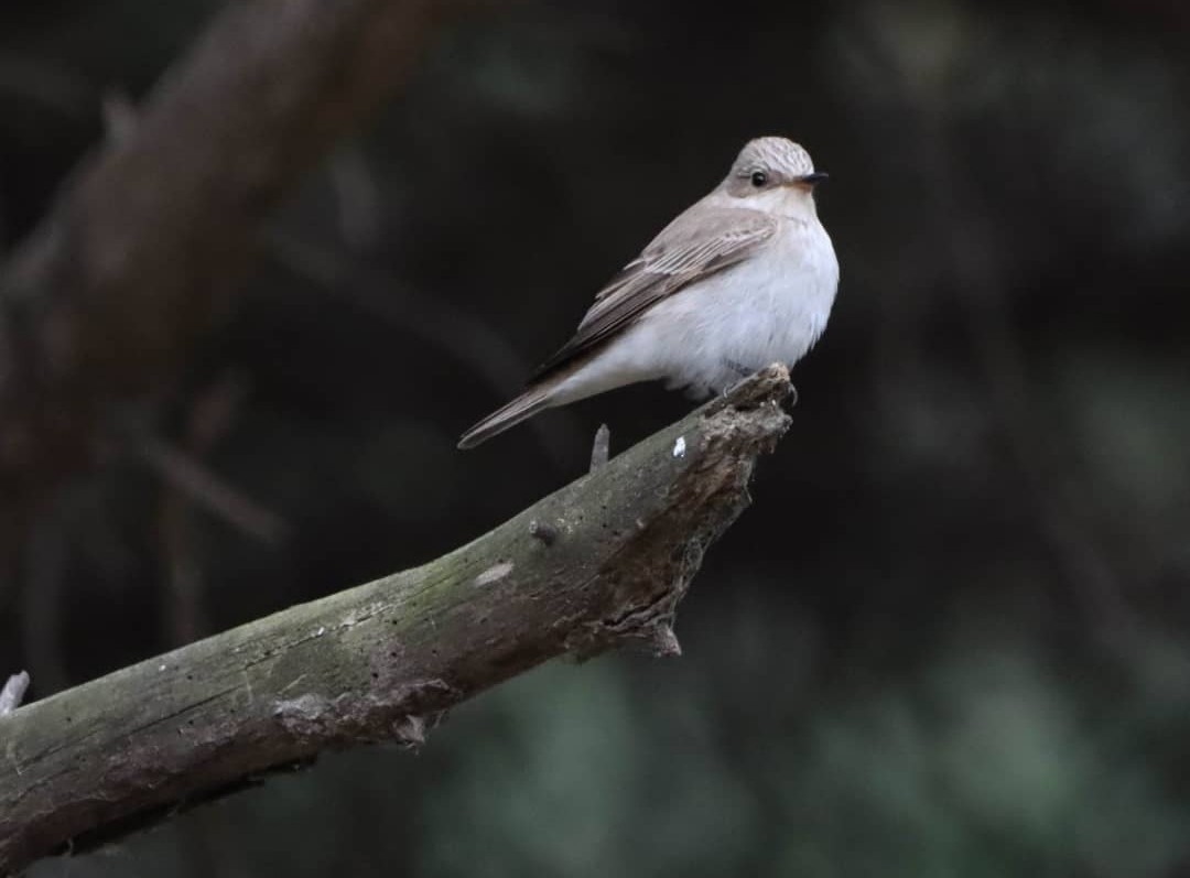 Spotted Flycatcher (Mediterranean) - ML546071361