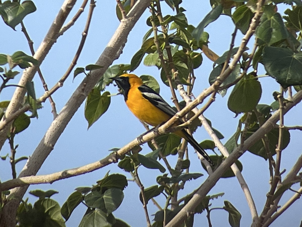 Hooded Oriole - Tim Rodenkirk