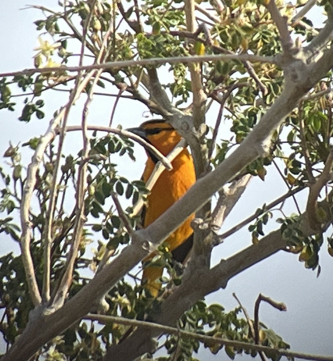 Bullock's Oriole - ML546071991