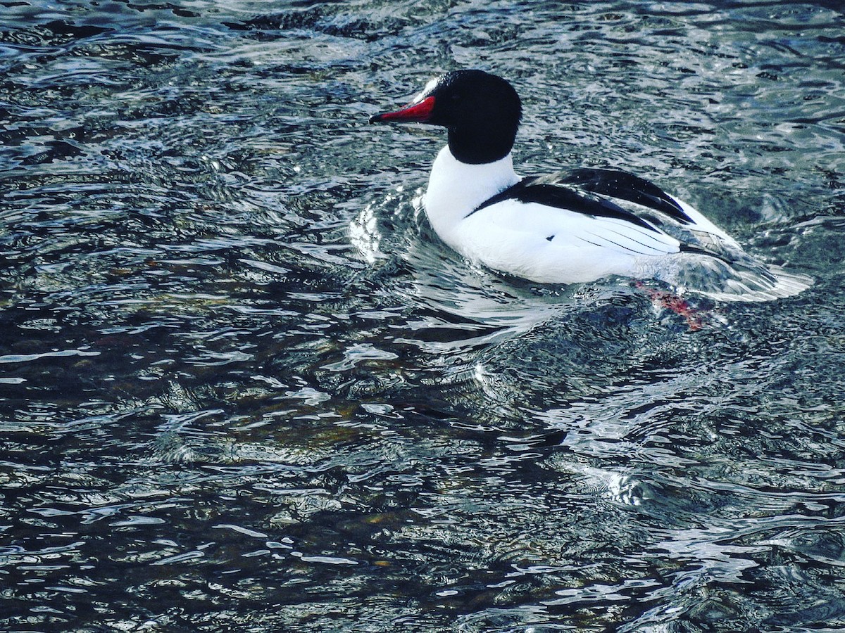 Common Merganser - jerod peitsmeyer