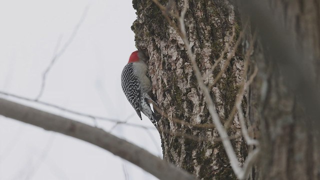 Red-bellied Woodpecker - ML546072681