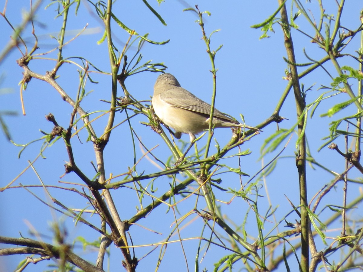 Lucy's Warbler - ML546074361