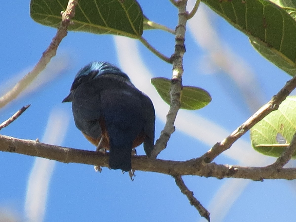 Elegant Euphonia - ML546074571