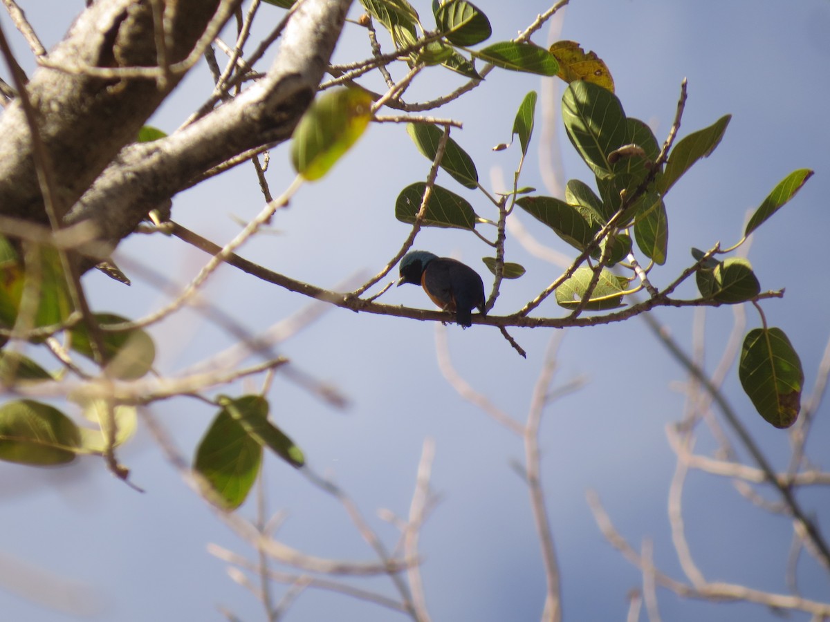 Elegant Euphonia - ML546074701