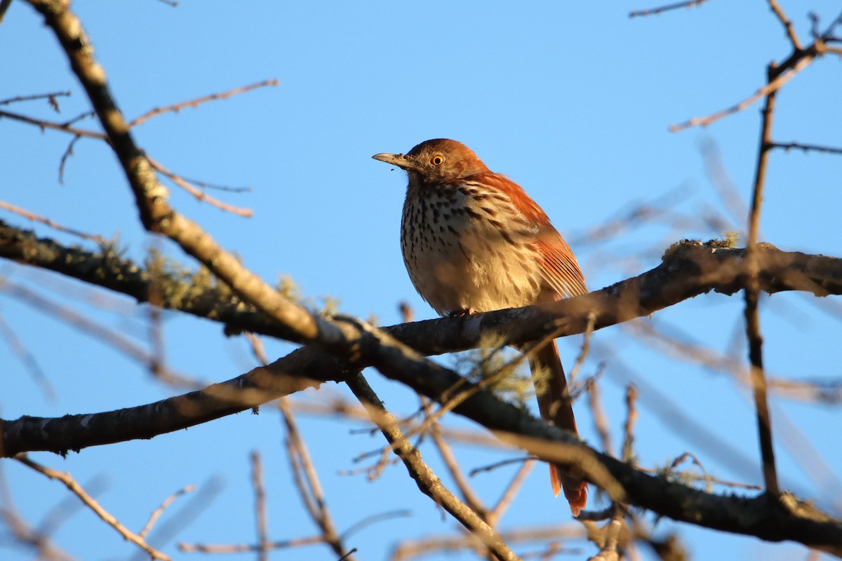 Brown Thrasher - ML546076351