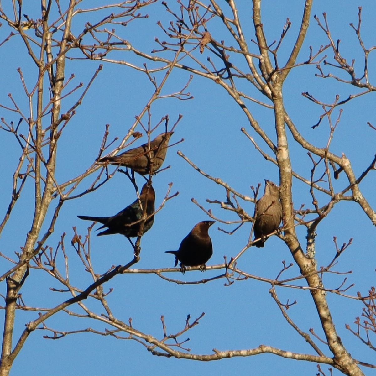 Brown-headed Cowbird - ML546076391