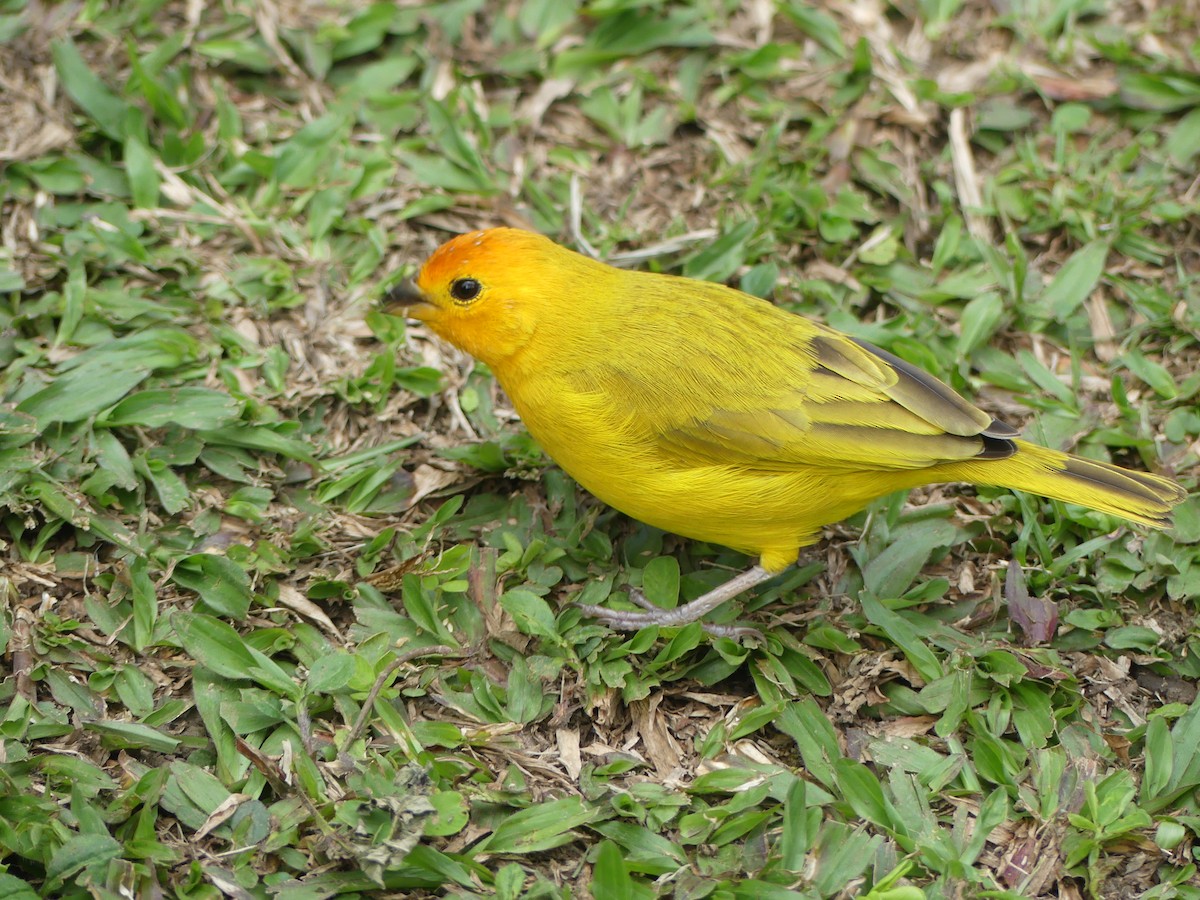 Saffron Finch - ML546076791