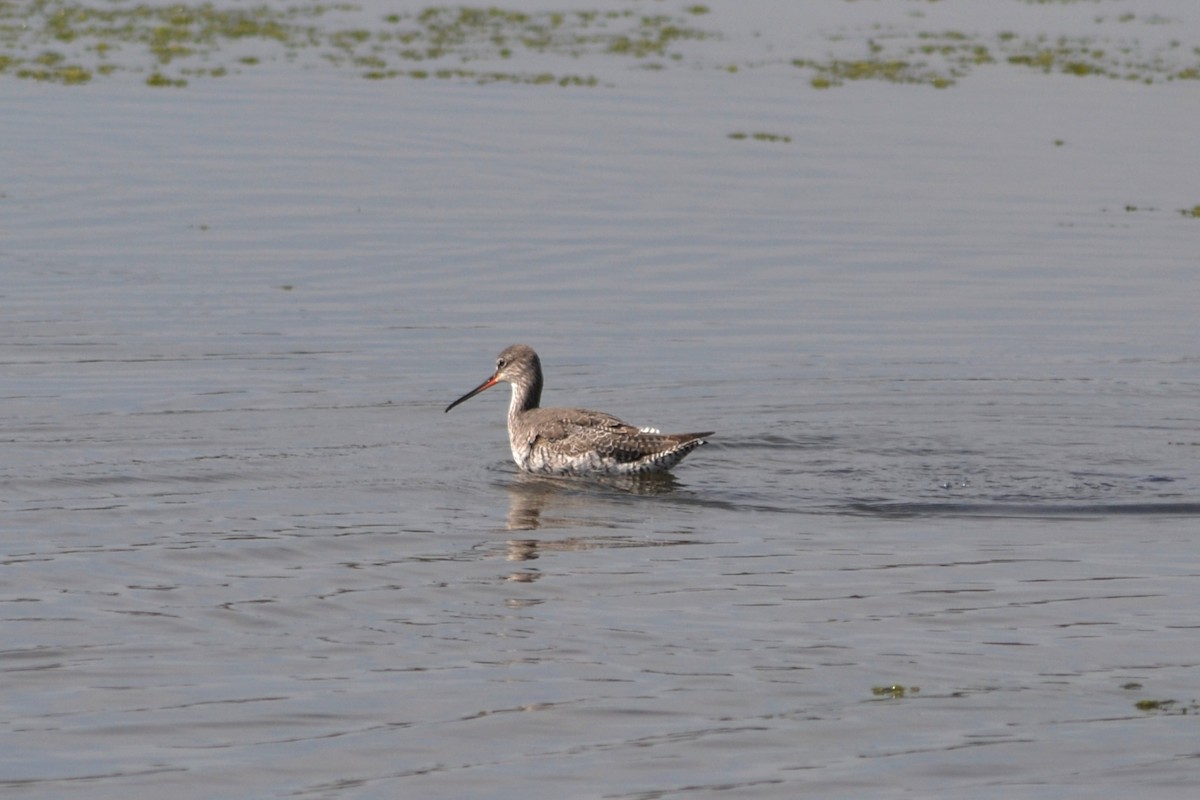 Spotted Redshank - Paulo  Roncon