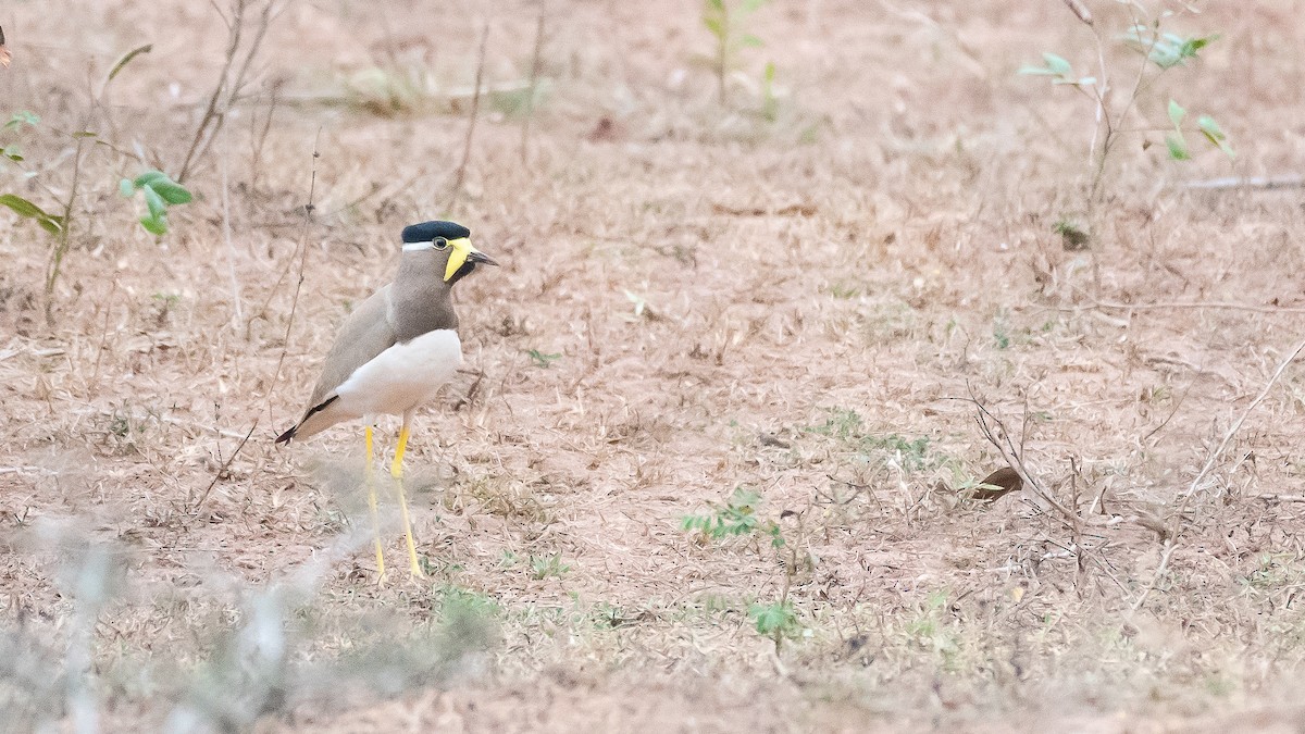 Yellow-wattled Lapwing - ML546078641