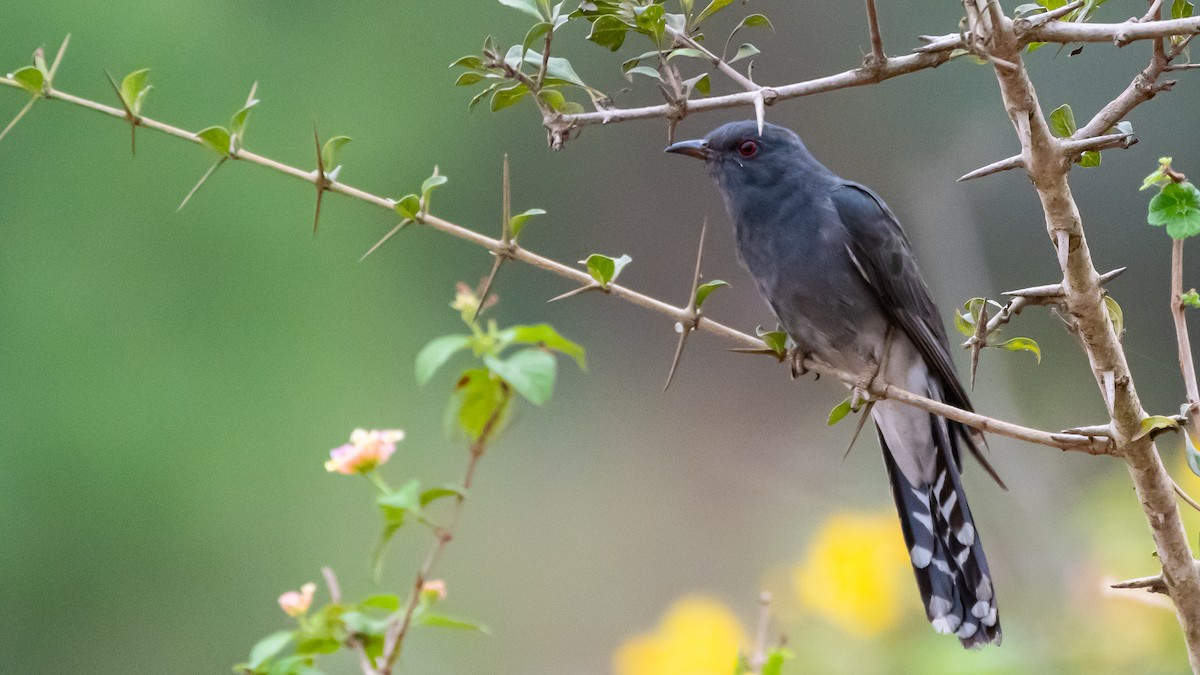 Gray-bellied Cuckoo - ML546078781