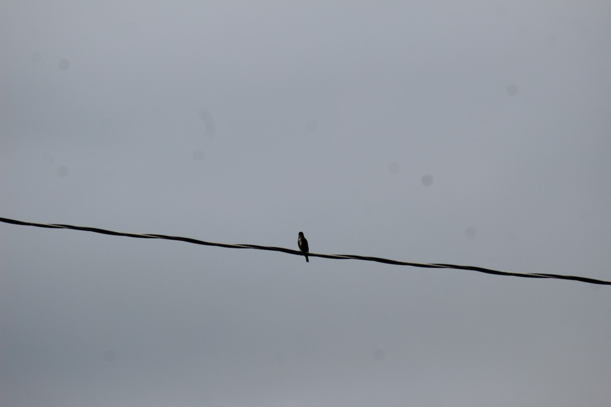 Olive-sided Flycatcher - ML546078891