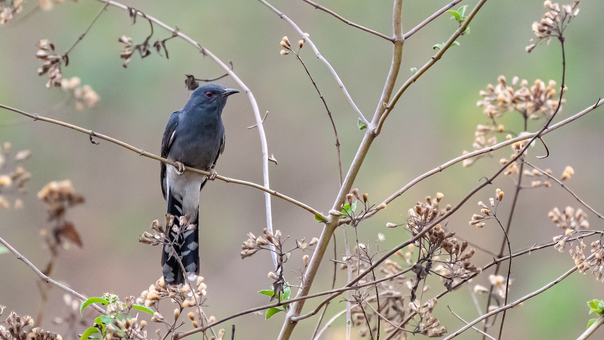 Gray-bellied Cuckoo - ML546078991