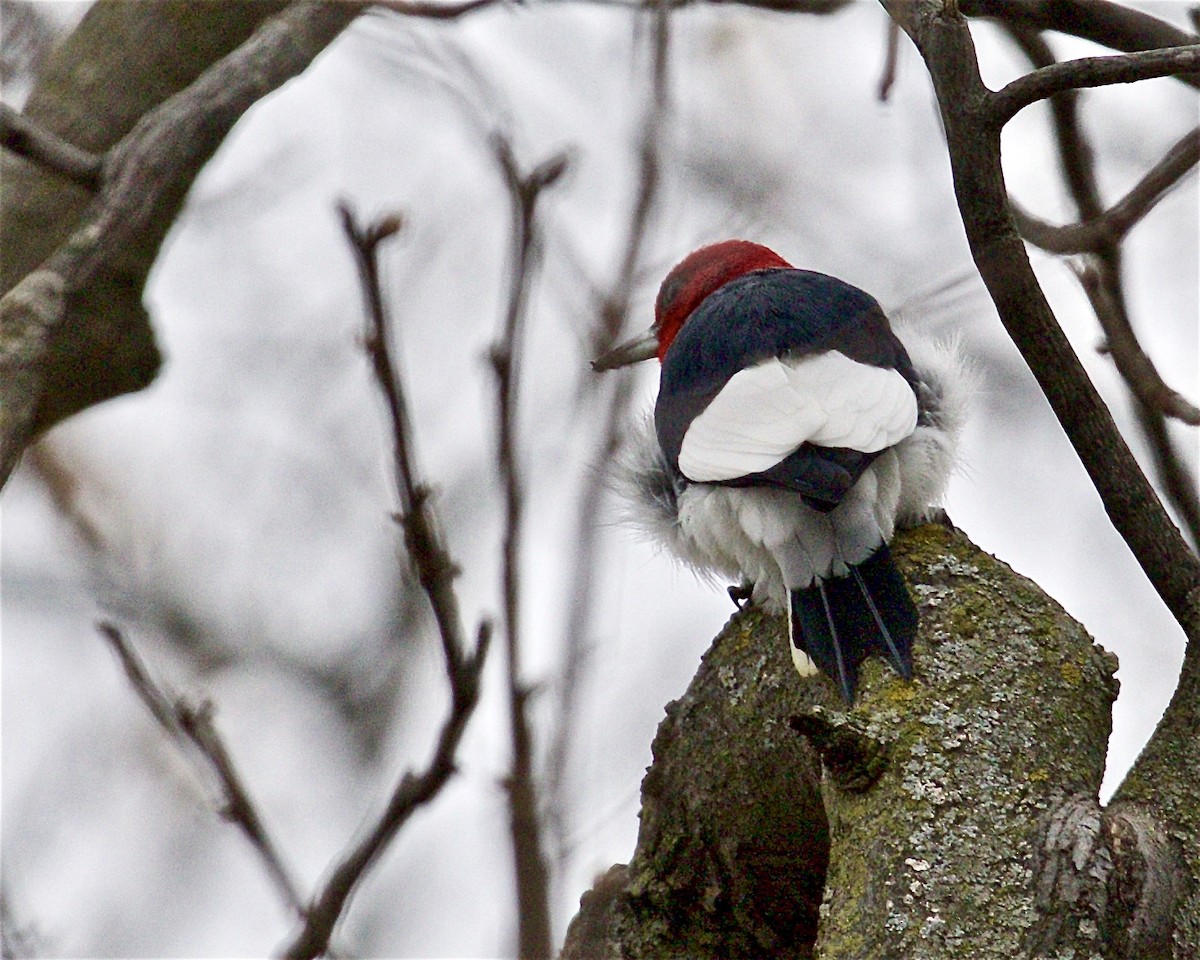 Red-headed Woodpecker - ML546079791