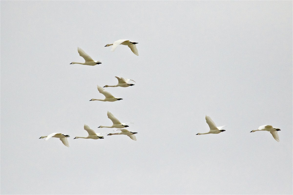 Tundra Swan - ML546080761