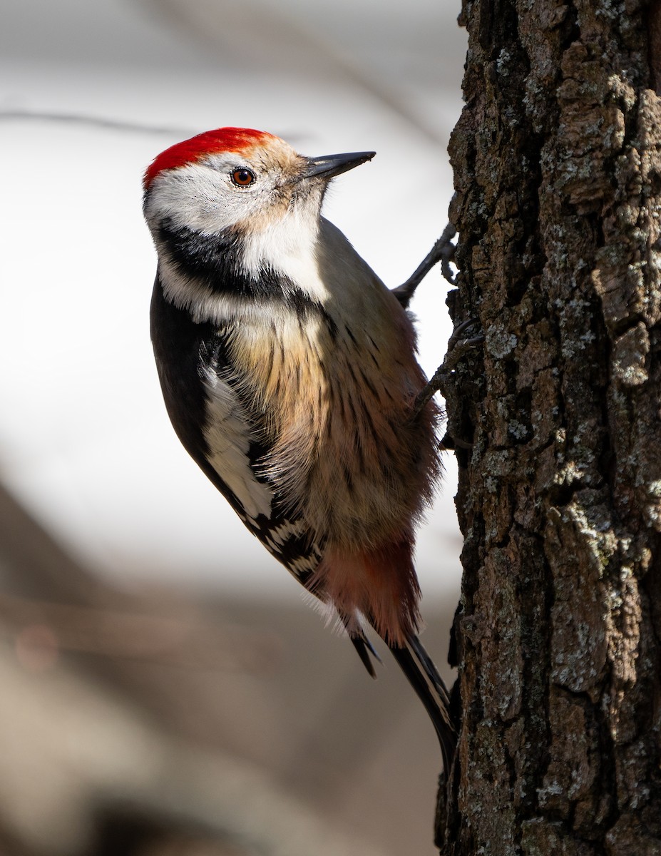 Middle Spotted Woodpecker - ML546081721