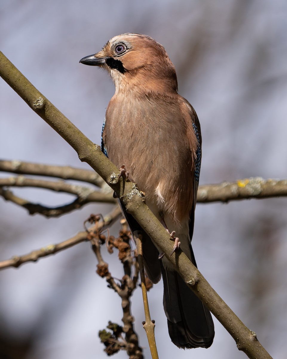 Eurasian Jay - ML546081821