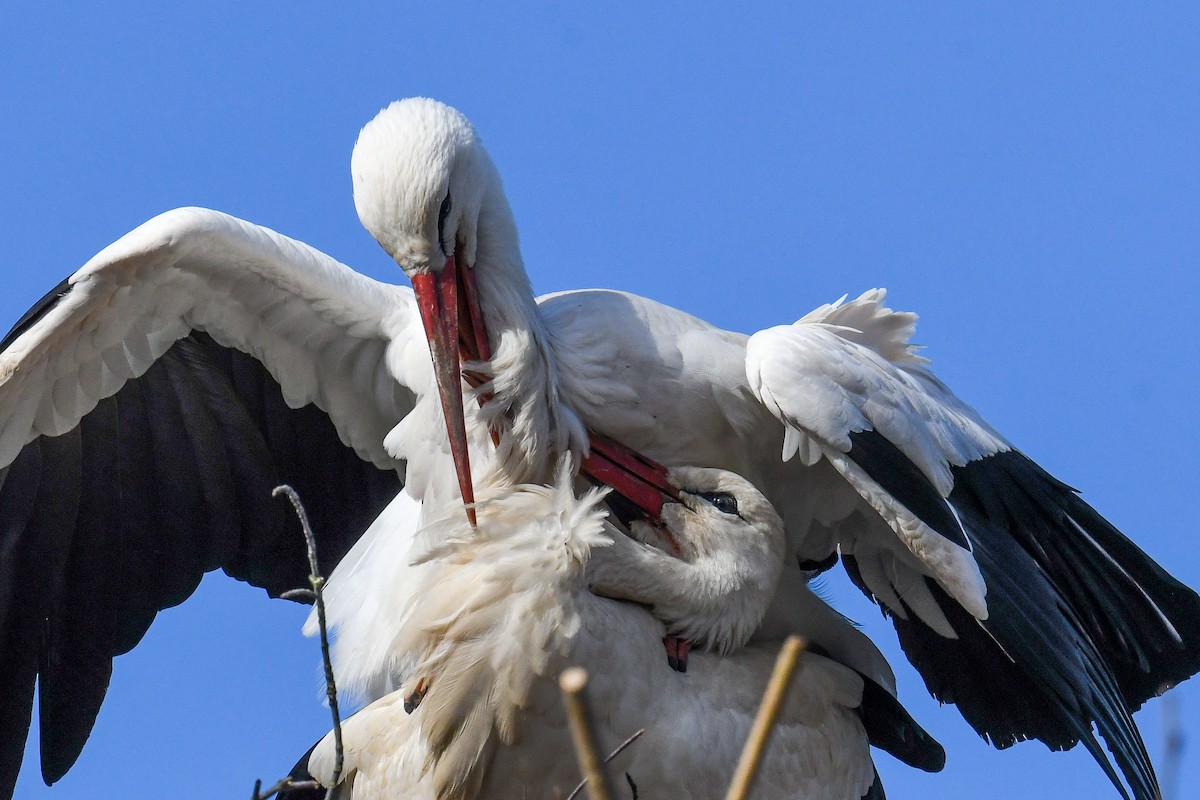 White Stork - Maryse Neukomm