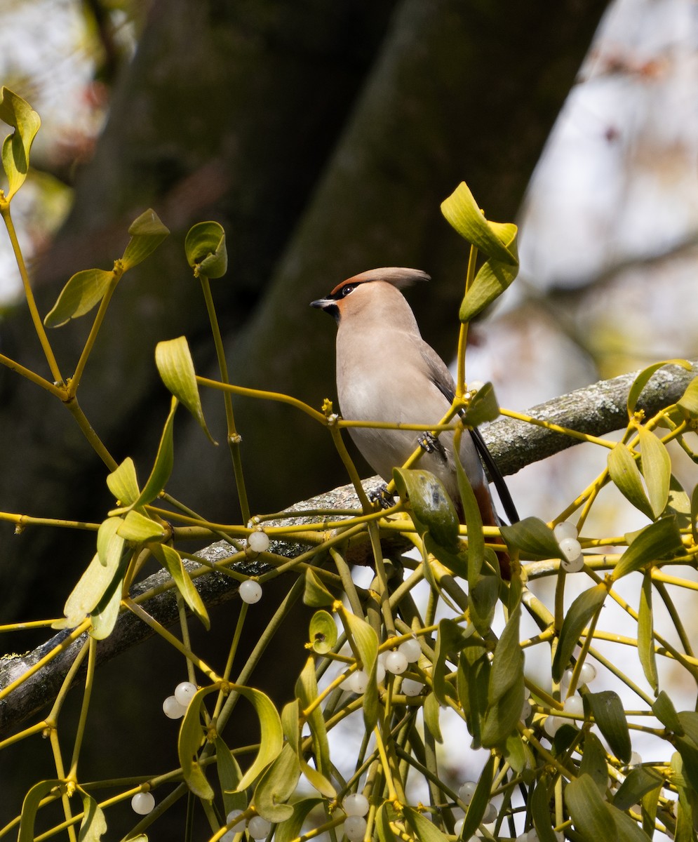 Bohemian Waxwing - ML546082041