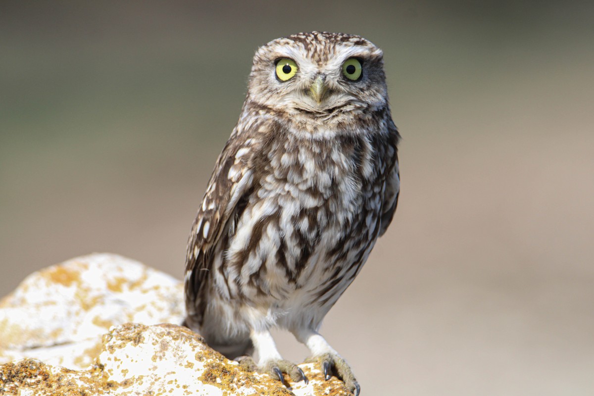 Little Owl - ML546083201