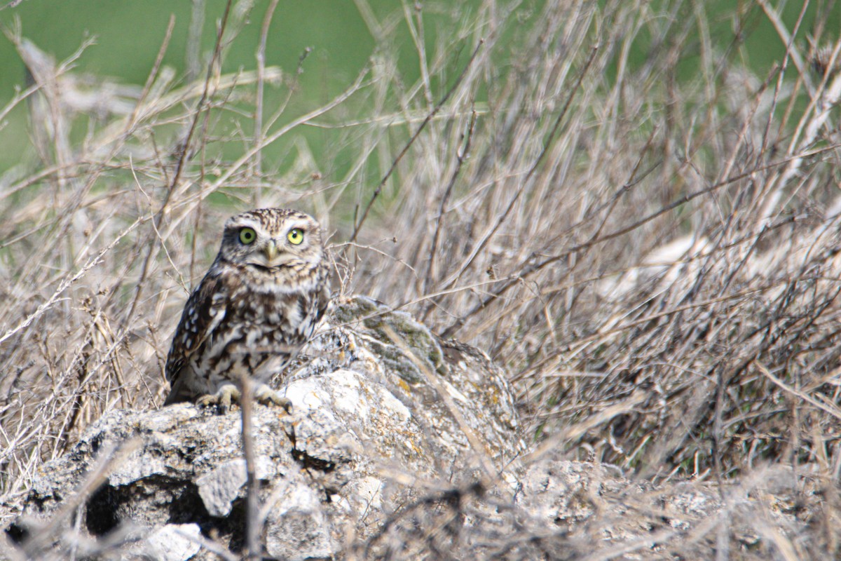 Little Owl - Alejandro Sanz