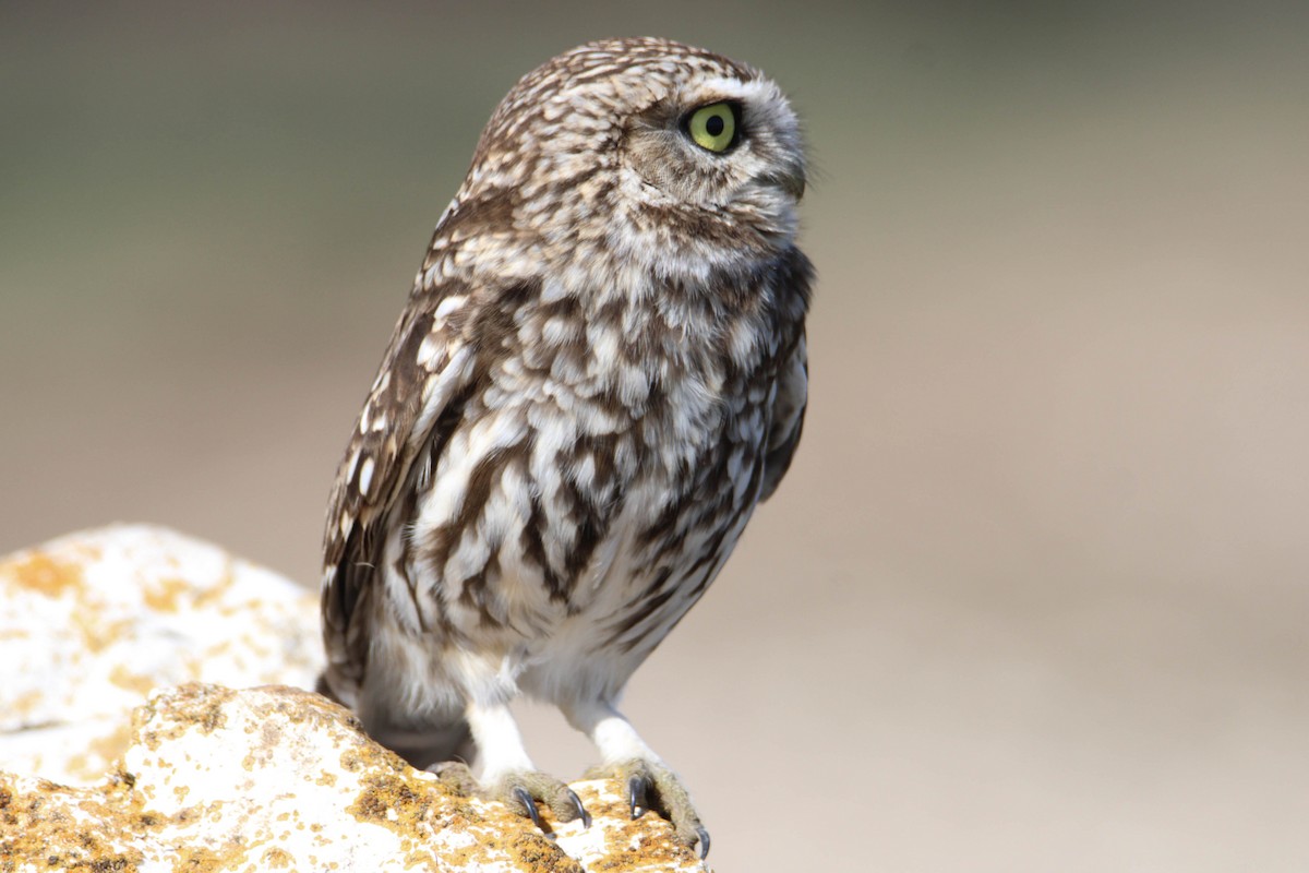 Little Owl - ML546083251