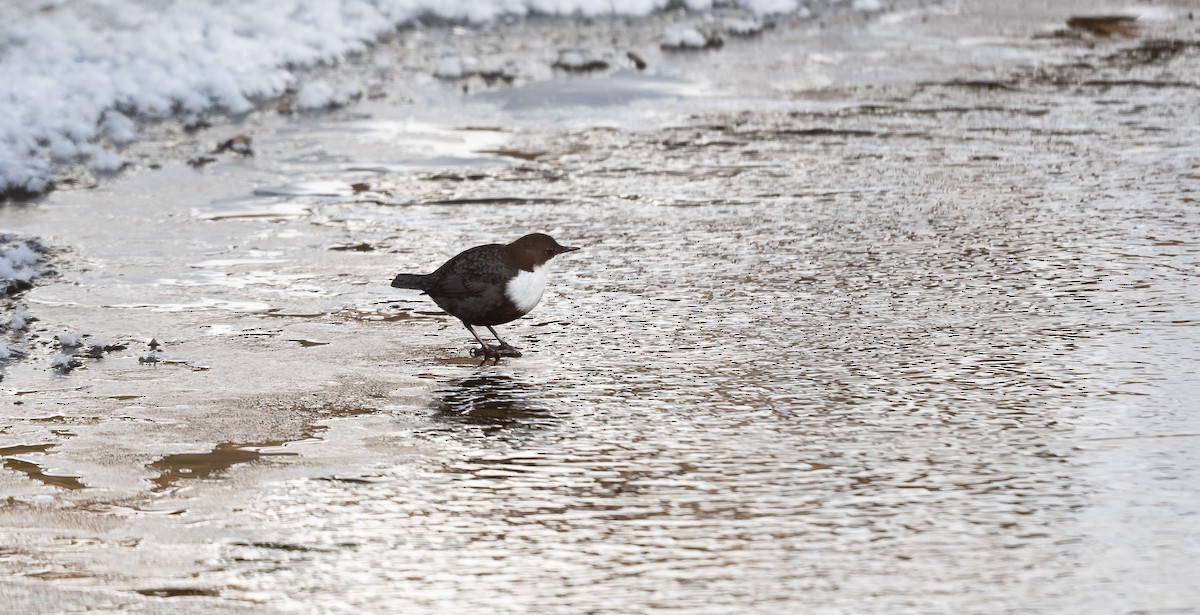 White-throated Dipper - ML546085751