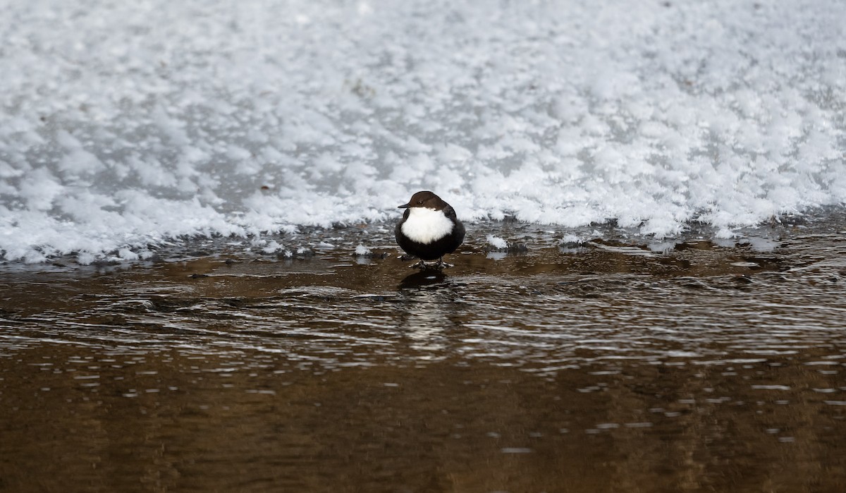 White-throated Dipper - ML546085761