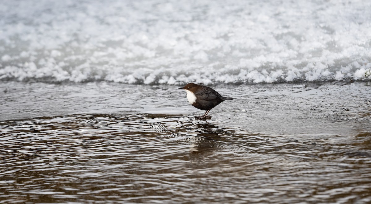 White-throated Dipper - ML546085821