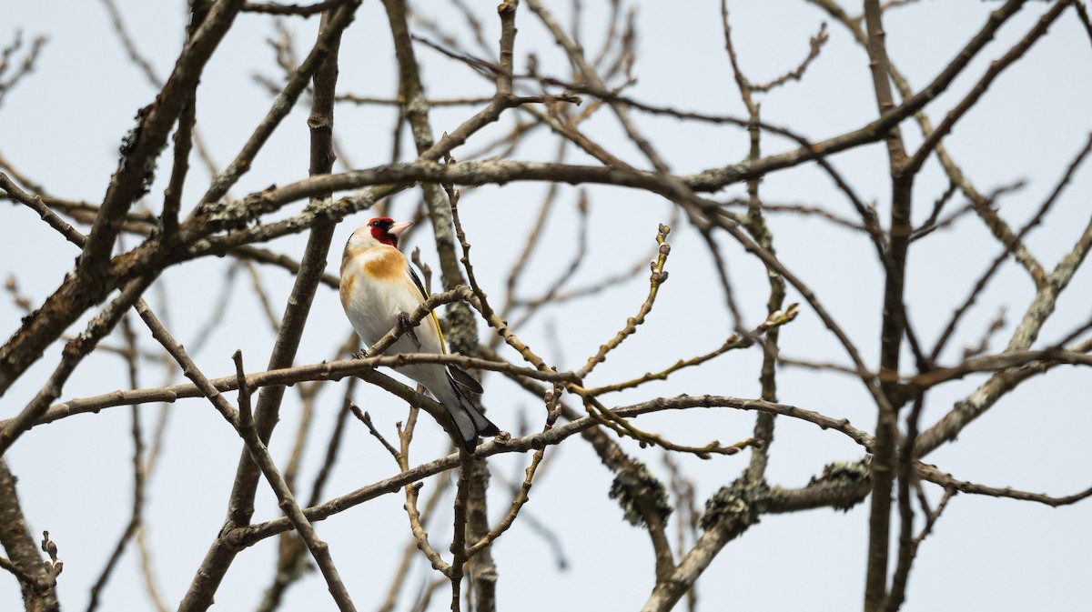 European Goldfinch (European) - ML546085891